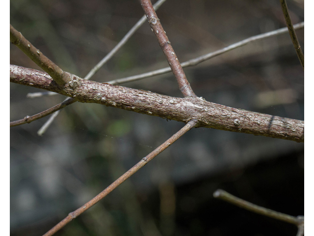 Cephalanthus occidentalis (Common buttonbush) #56809