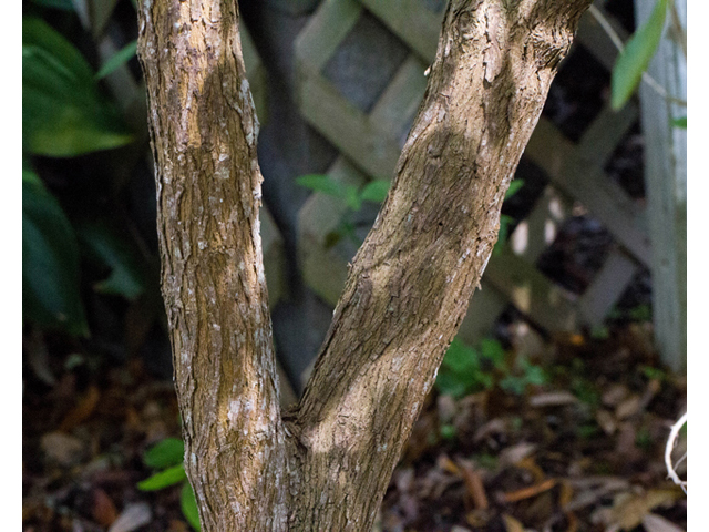 Sophora secundiflora (Texas mountain laurel) #56815