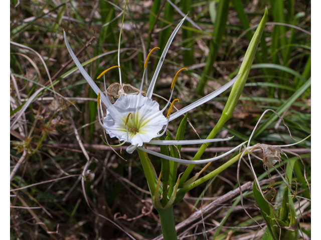 Hymenocallis liriosme (Texas spiderlily) #56829