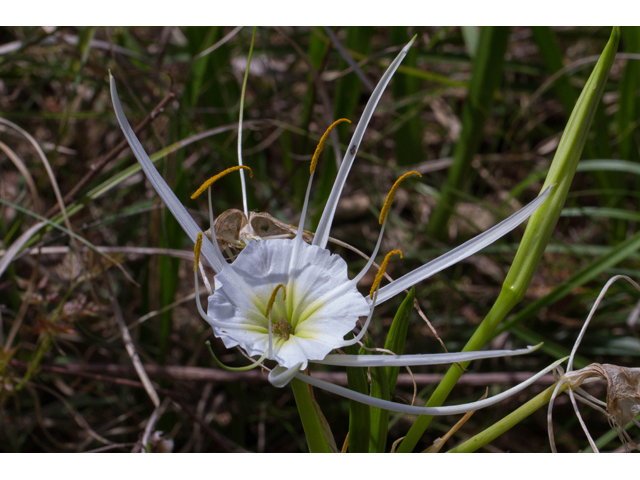 Hymenocallis liriosme (Texas spiderlily) #56831
