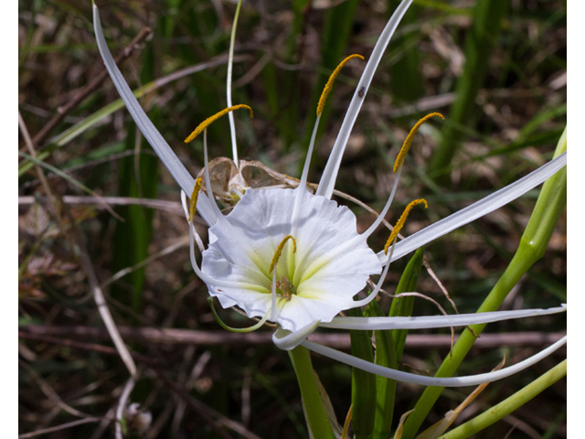 Hymenocallis liriosme (Texas spiderlily) #56832