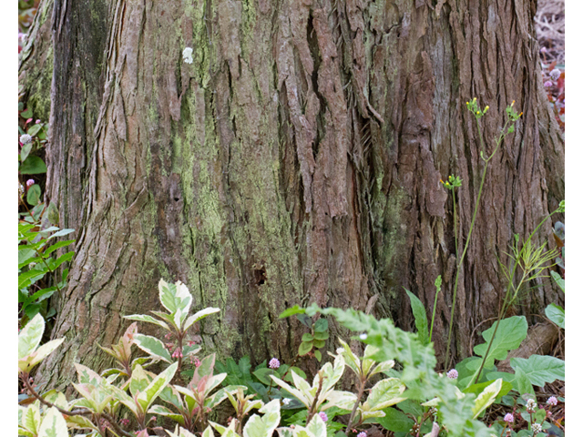 Taxodium ascendens (Pond cypress) #56842