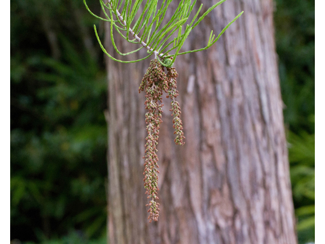Taxodium ascendens (Pond cypress) #56854
