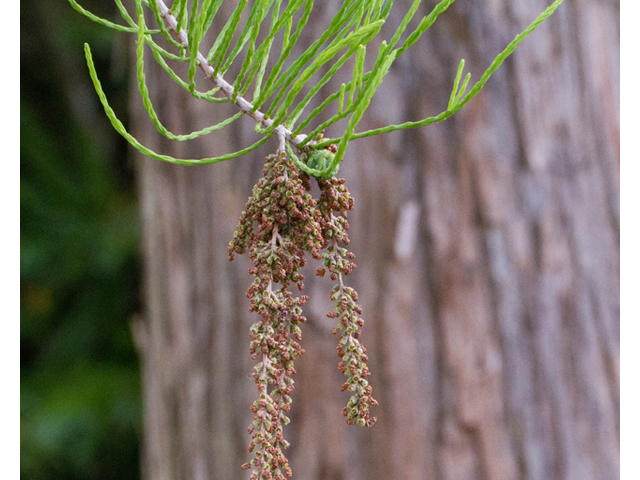 Taxodium ascendens (Pond cypress) #56855