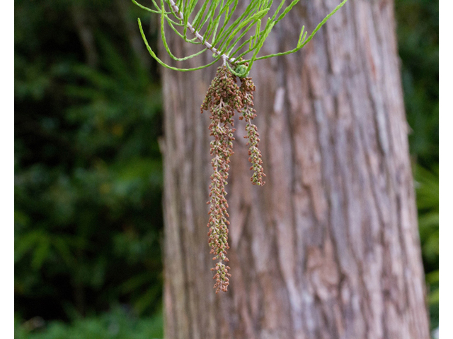 Taxodium ascendens (Pond cypress) #56856