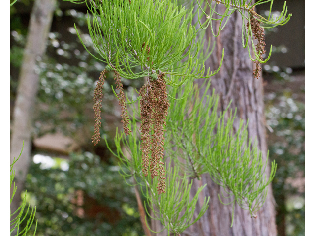 Taxodium ascendens (Pond cypress) #56857