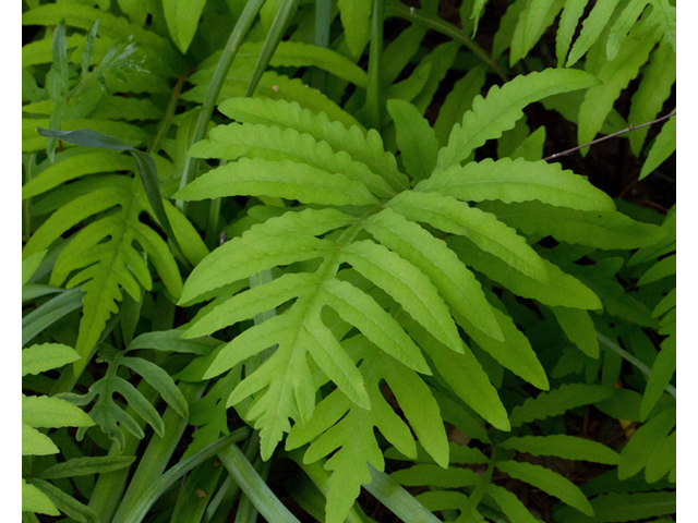 Onoclea sensibilis (Sensitive fern) #56860