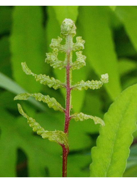 Onoclea sensibilis (Sensitive fern) #56861