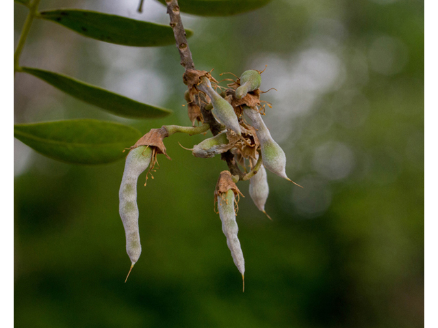 Sophora secundiflora (Texas mountain laurel) #56872