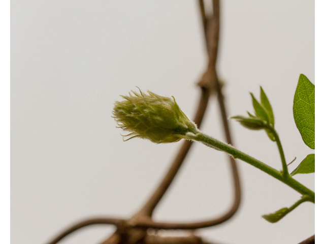 Wisteria frutescens (American wisteria) #56893