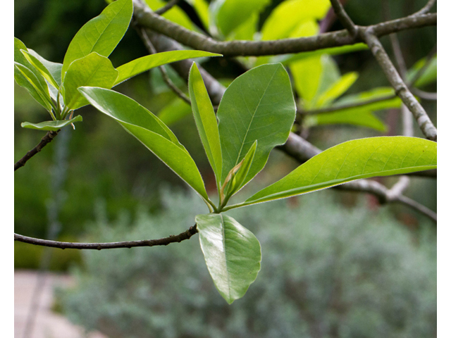 Magnolia virginiana (Sweetbay) #56901
