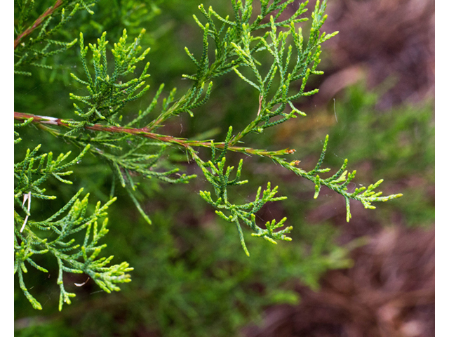 Juniperus virginiana (Eastern red cedar) #56910