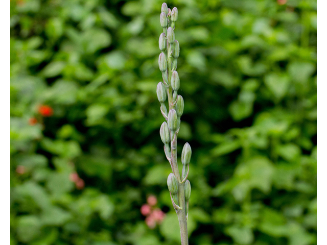 Manfreda variegata (Mottled tuberose) #56911