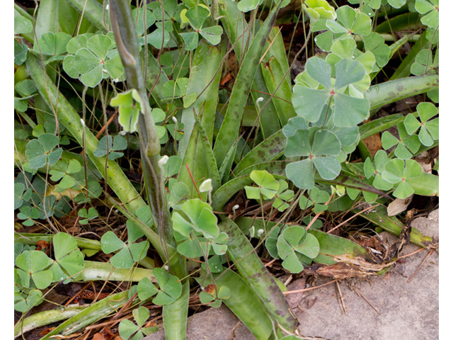 Manfreda variegata (Mottled tuberose) #56914