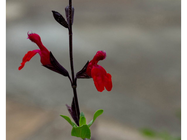 Salvia greggii (Autumn sage) #56968