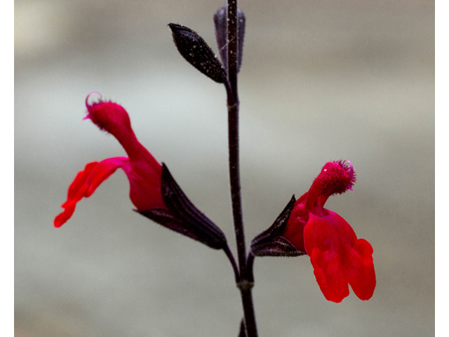 Salvia greggii (Autumn sage) #56969