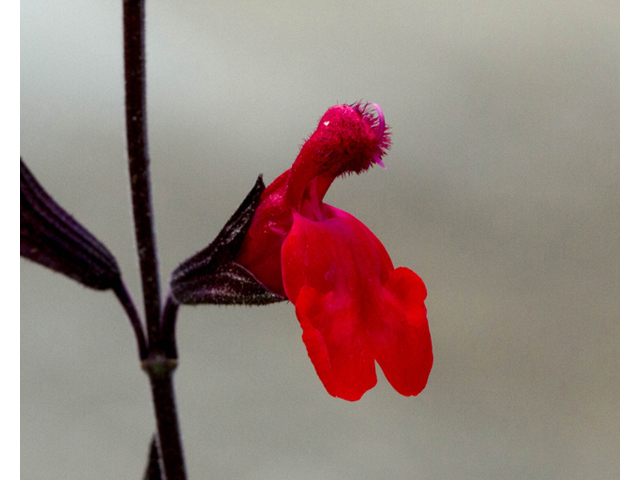 Salvia greggii (Autumn sage) #56970