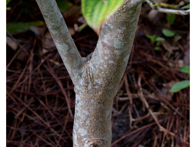 Cornus florida (Flowering dogwood) #56974