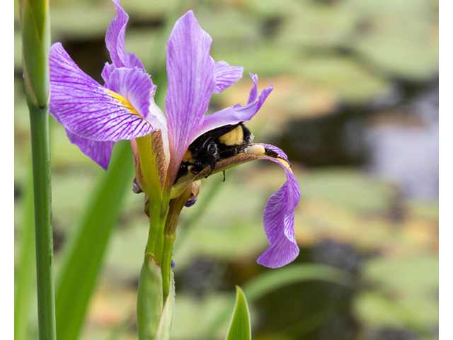 Iris virginica var. shrevei (Shreve's iris) #56990