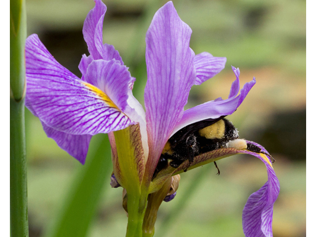 Iris virginica var. shrevei (Shreve's iris) #56991