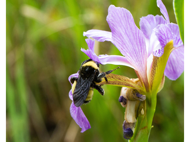 Iris virginica var. shrevei (Shreve's iris) #56992