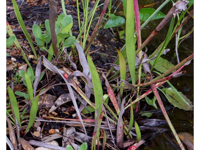 Sarracenia leucophylla (Crimson pitcherplant) #56996