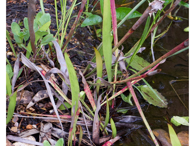Sarracenia leucophylla (Crimson pitcherplant) #56997