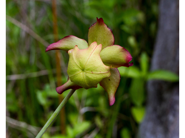 Sarracenia leucophylla (Crimson pitcherplant) #56998