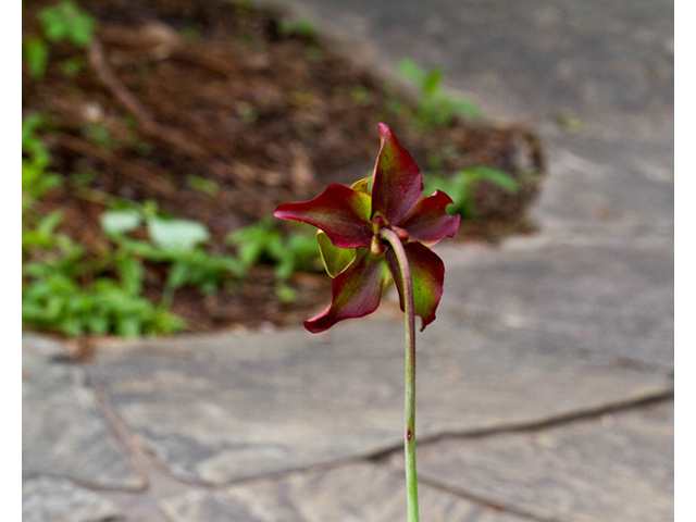Sarracenia leucophylla (Crimson pitcherplant) #57000