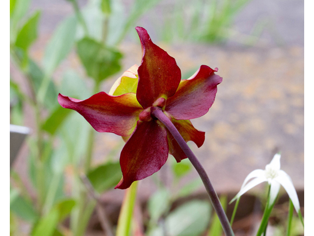 Sarracenia leucophylla (Crimson pitcherplant) #57001