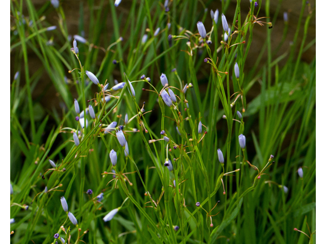 Sisyrinchium angustifolium (Narrowleaf blue-eyed grass) #57003