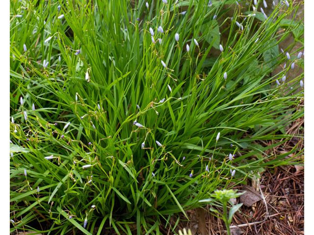 Sisyrinchium angustifolium (Narrowleaf blue-eyed grass) #57004