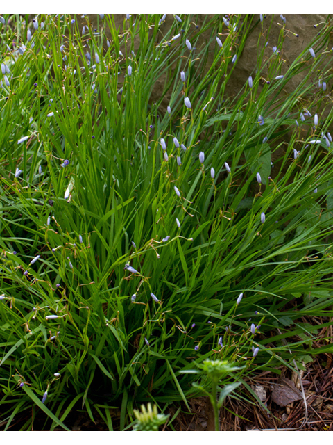 Sisyrinchium angustifolium (Narrowleaf blue-eyed grass) #57005