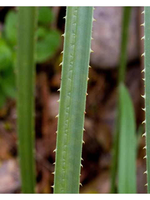 Dasylirion leiophyllum (Green sotol) #57048
