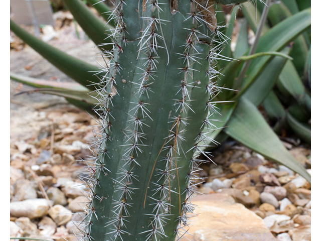 Stenocereus thurberi (Organpipe cactus) #57054