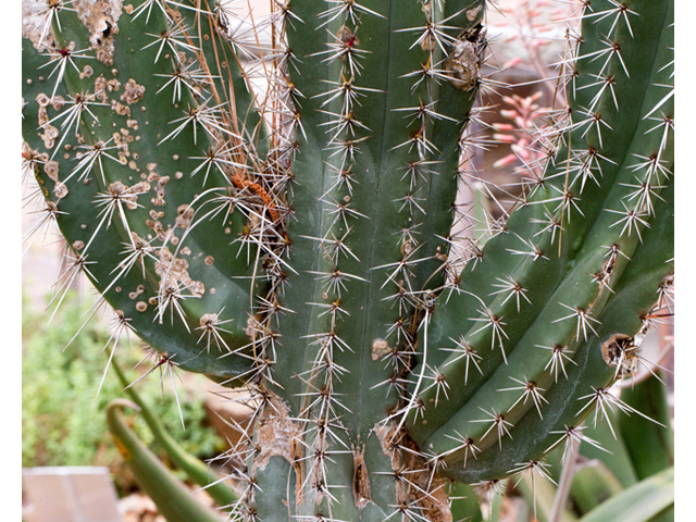 Stenocereus thurberi (Organpipe cactus) #57055