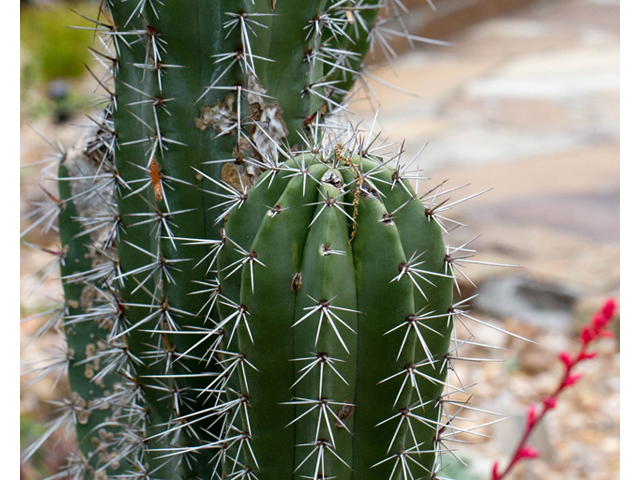 Stenocereus thurberi (Organpipe cactus) #57057