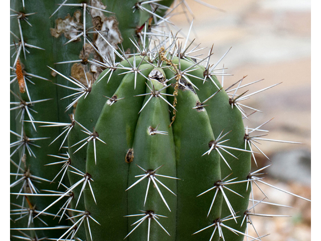 Stenocereus thurberi (Organpipe cactus) #57058