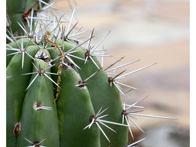 Stenocereus thurberi (Organpipe cactus) #57059