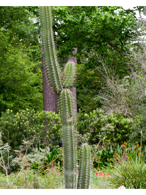 Stenocereus thurberi (Organpipe cactus) #57060