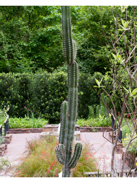 Stenocereus thurberi (Organpipe cactus) #57061