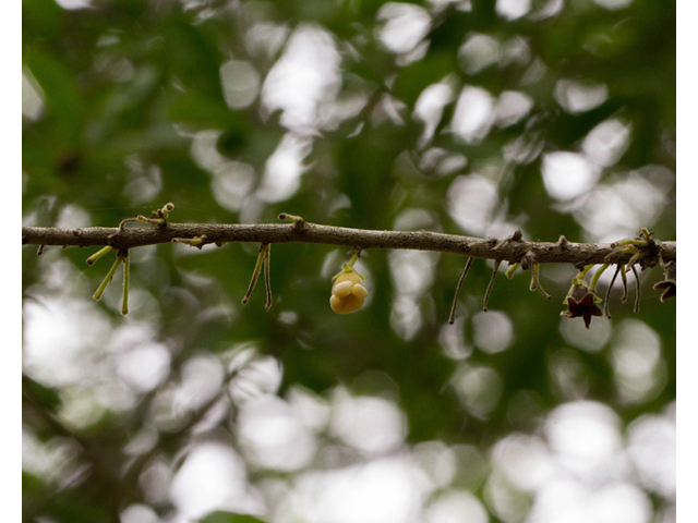 Diospyros texana (Texas persimmon) #57076
