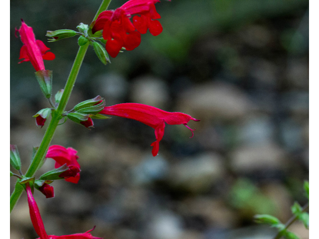Salvia roemeriana (Cedar sage) #57083