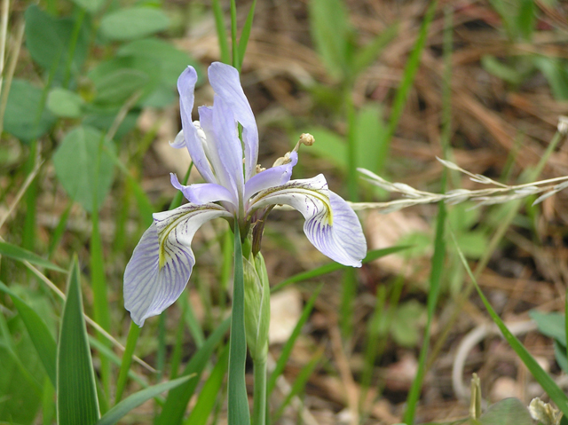 Iris missouriensis (Rocky mountain iris) #26276