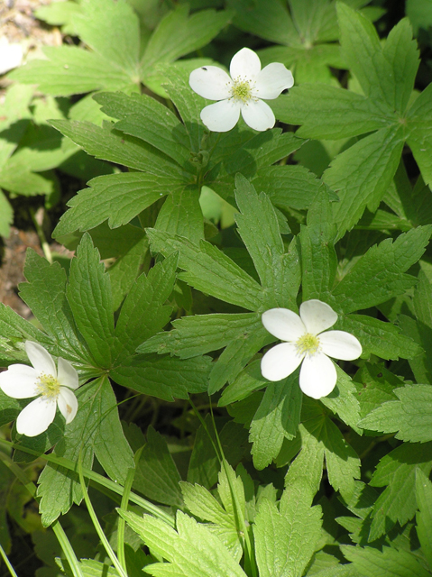 Anemone canadensis (Canadian anemone) #26282
