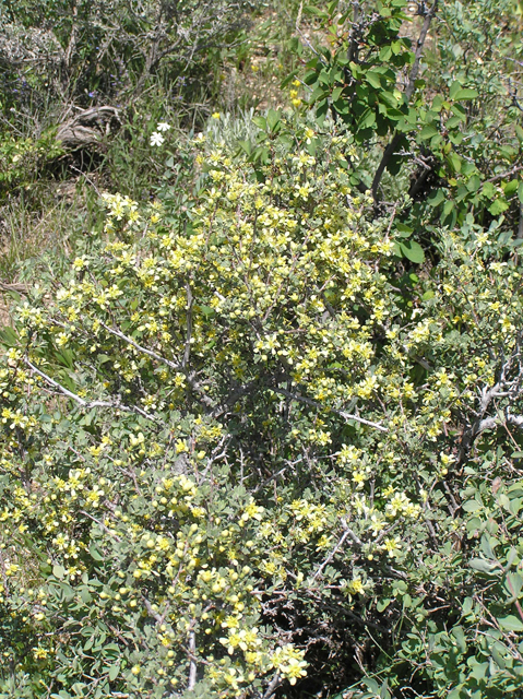Purshia tridentata (Antelope bitterbrush) #26302