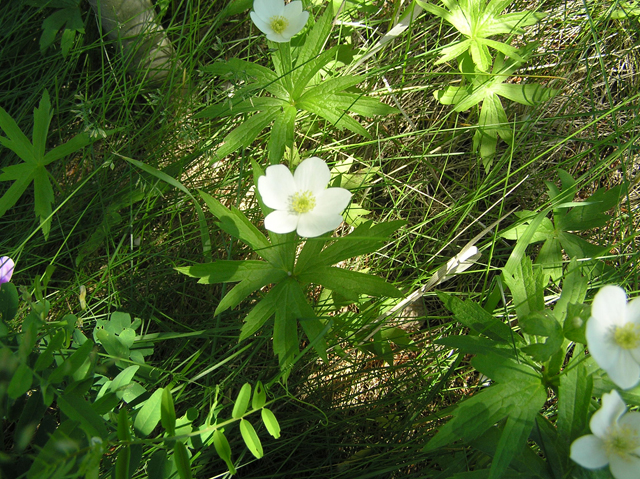 Anemone canadensis (Canadian anemone) #26310