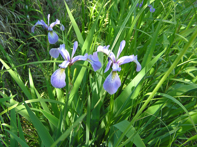 Iris versicolor (Harlequin blueflag) #26311