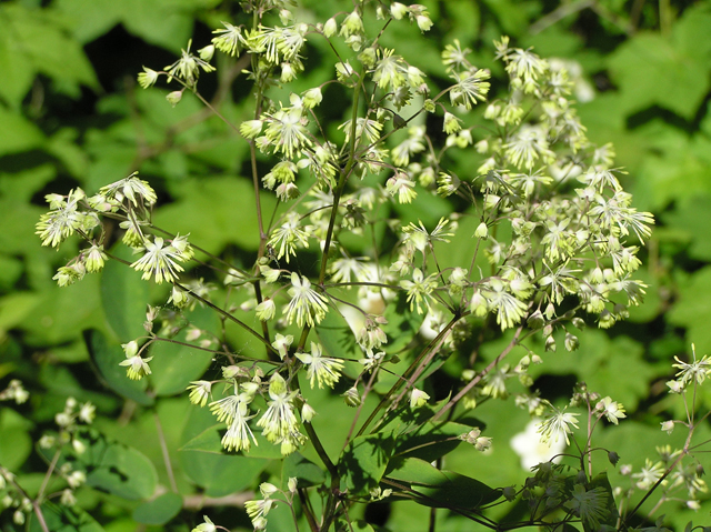 Thalictrum dioicum (Early meadow-rue) #26312