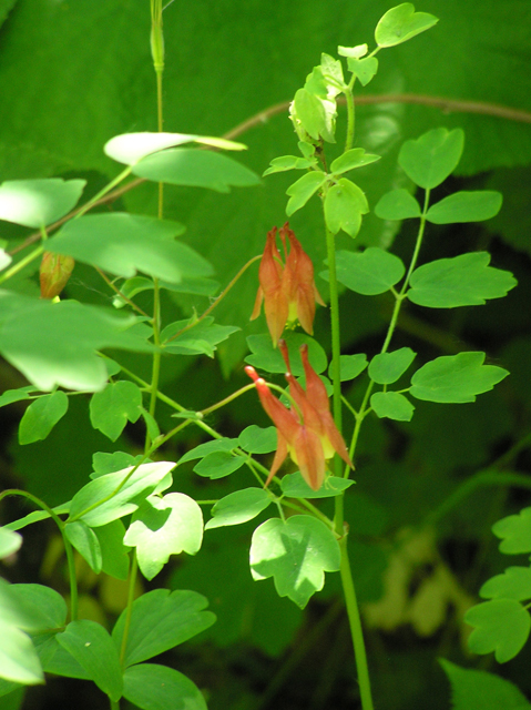 Aquilegia canadensis (Eastern red columbine) #26314